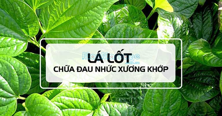 Bài thuốc từ lá lốt sẽ giúp làm giảm đau nhức xương khớp rất tốt